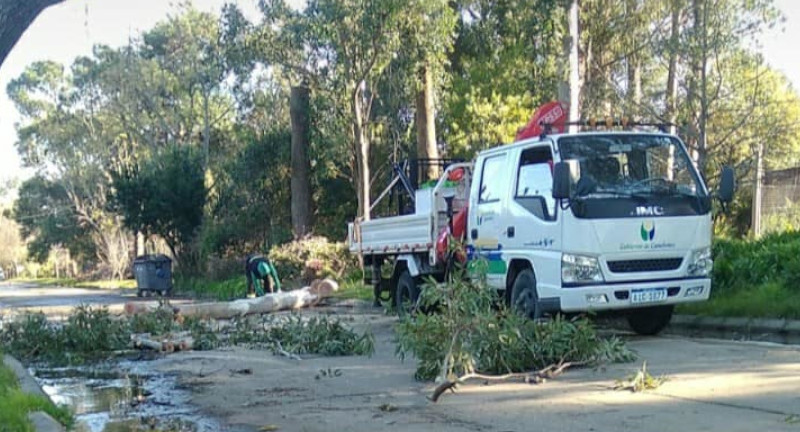 Camión de arbolado público con funcionarios realizando la poda de los árboles.